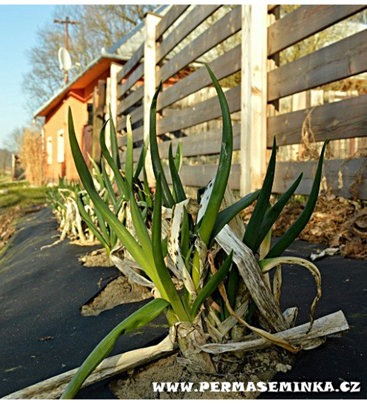 Cibule sečka - Satschen