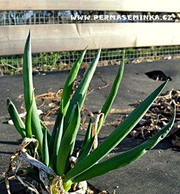 Satschen| cibule zimní - sečka | semena