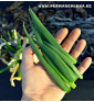 Cibule sečka - Satschen