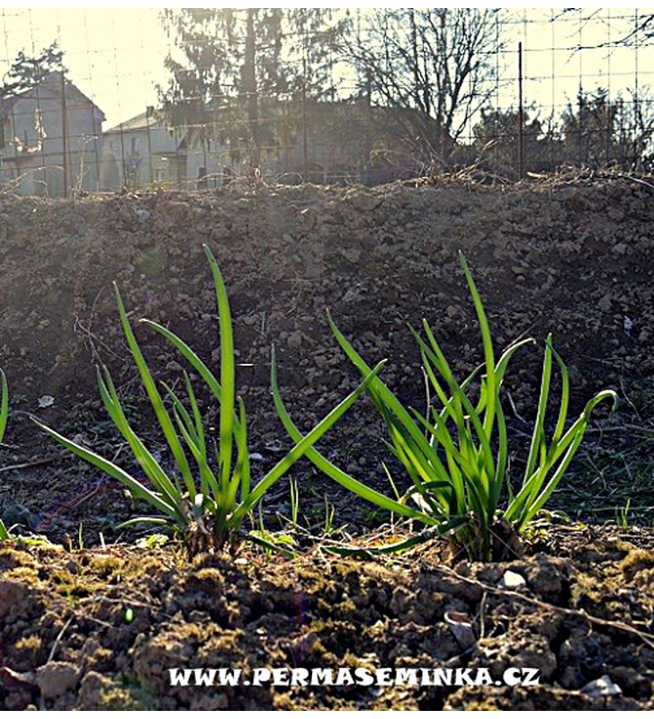 Cibule sečka - Kroll
