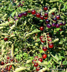 Indigo Blue Berries