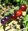 Indigo Blue Berries