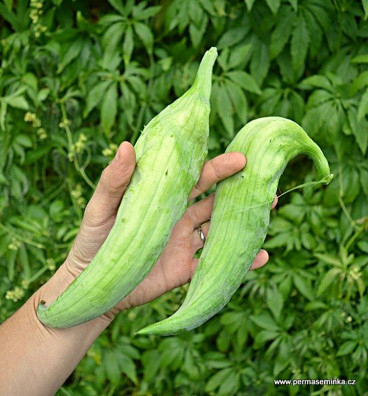 Gigantická ačokča | semena