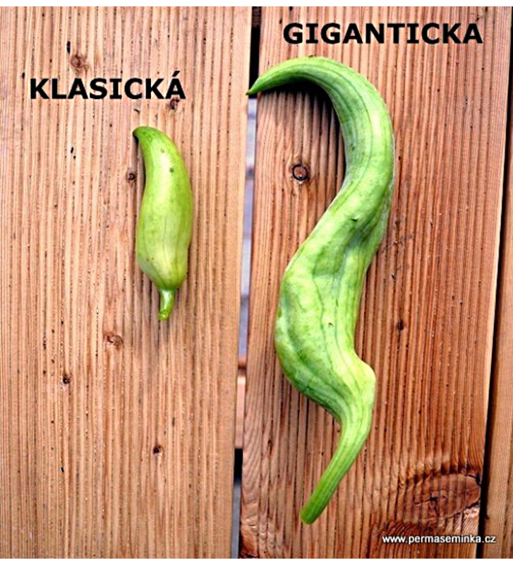 Gigantická ačokča