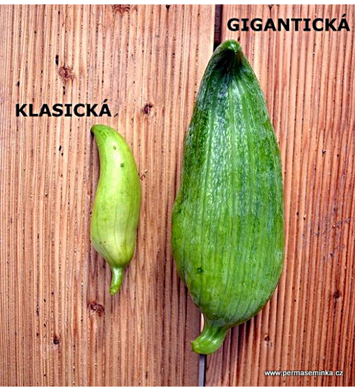 Gigantická ačokča