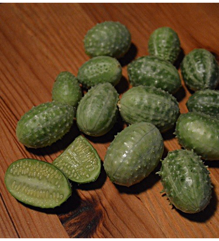 Okurka anguria