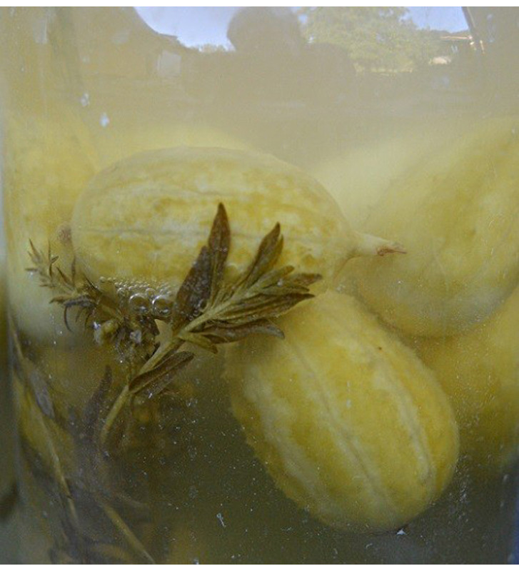 Okurka anguria