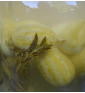 Okurka anguria