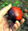 Indigo Apple