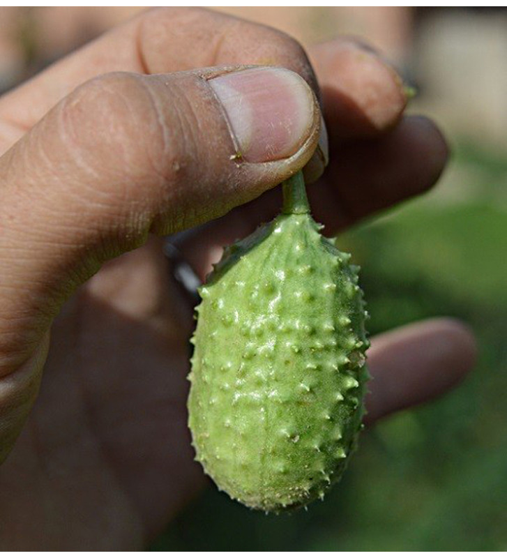 Okurka anguria