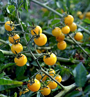 RAJČE DIVOKÉ BÍLÉ - WHITE CURRANT | rajče divoké | semena