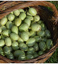 Okurka anguria