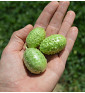 Okurka anguria