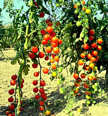 Gardener's Delight | rajče tyčkové cherry | semena