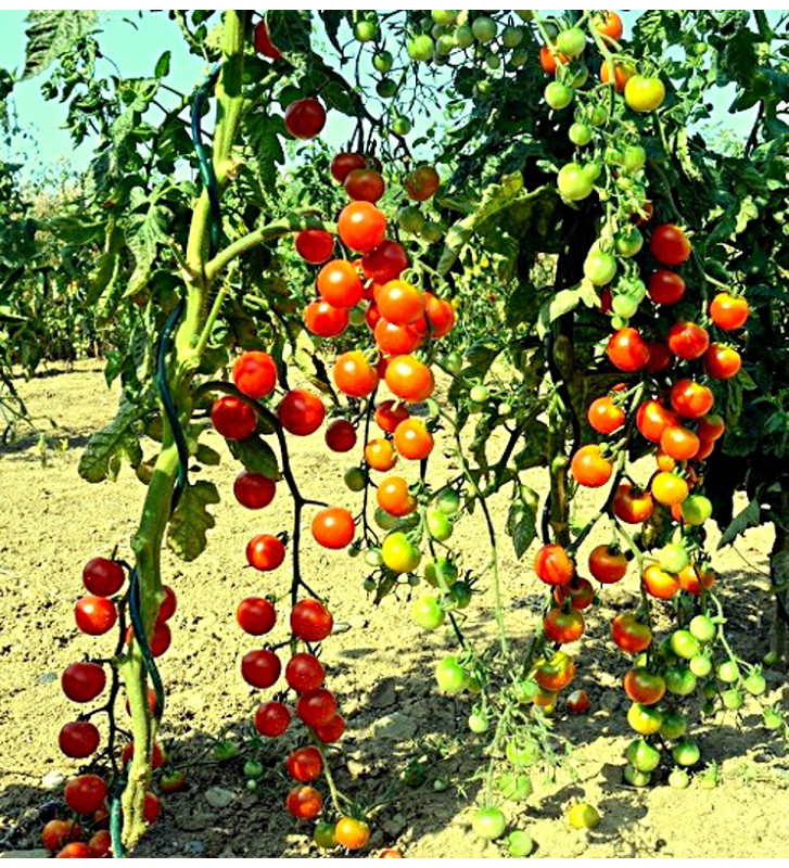 Gardener's Delight