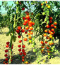 Gardener's Delight