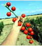 Gardener's Delight