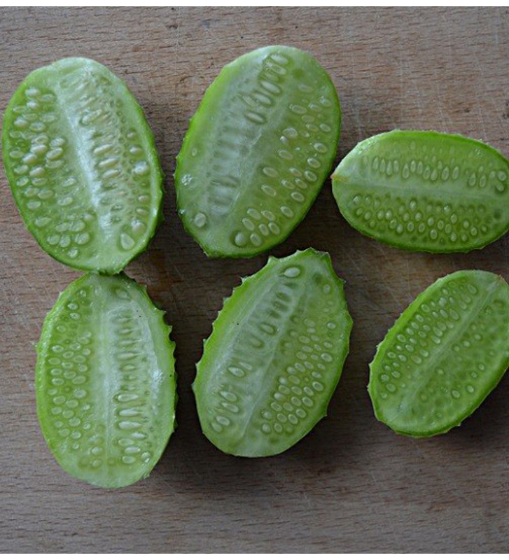 Okurka anguria