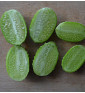 Okurka anguria