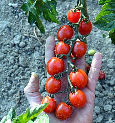 Trixi | rajče tyčkové cherry | semena