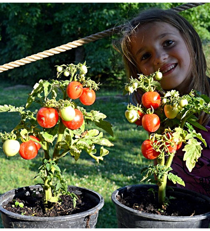 Bogus Fruchta | rajče balkonové | Permasemínka