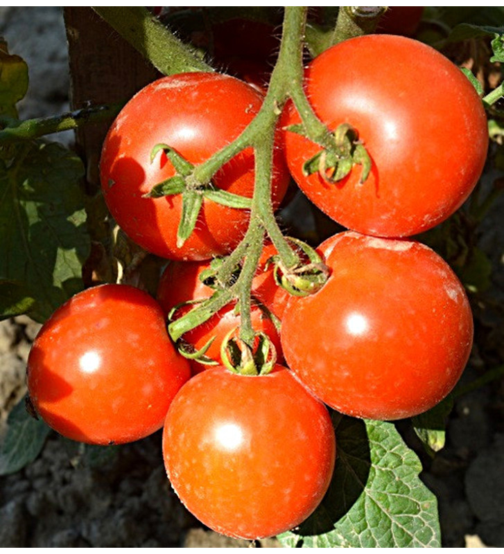 Bogus Fruchta | rajče balkonové | Permasemínka