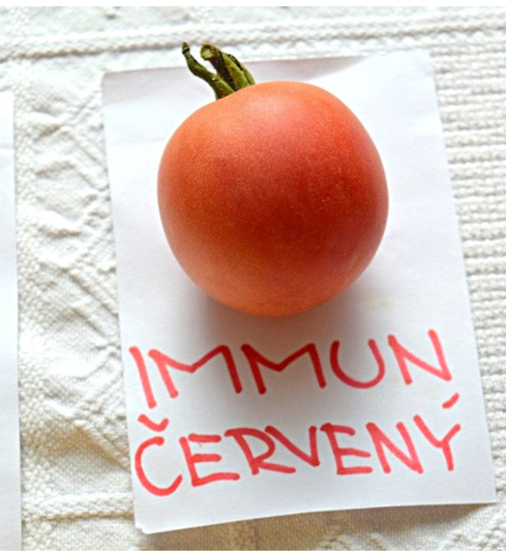 Imun