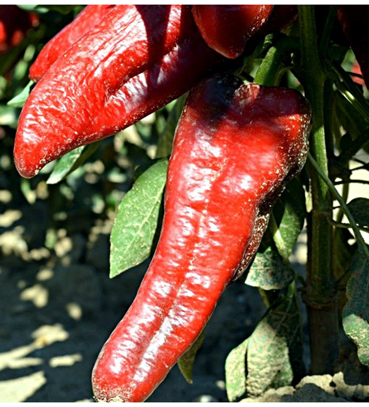 Pantos