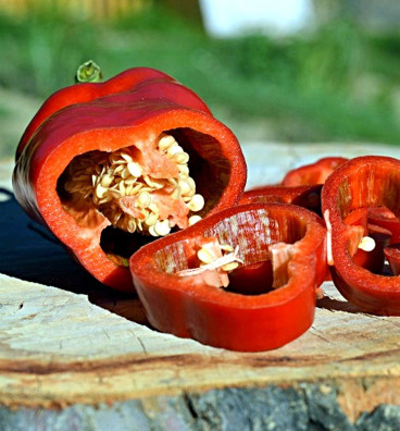 Pantos | paprika sladká | semena