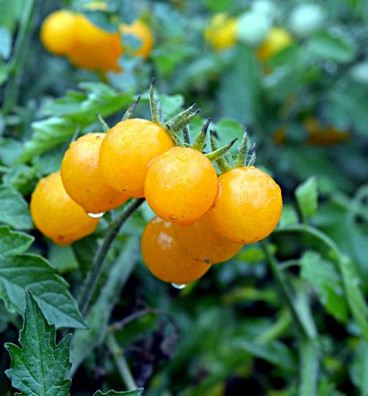 RAJČE DIVOKÉ ZLATÉ (GOLDEN CURRANT) | semena