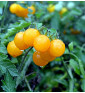 Divoké zlaté (Golden Currant)