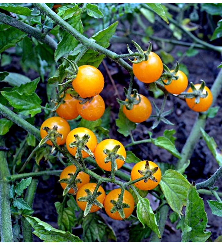Divoké zlaté (Golden Currant)