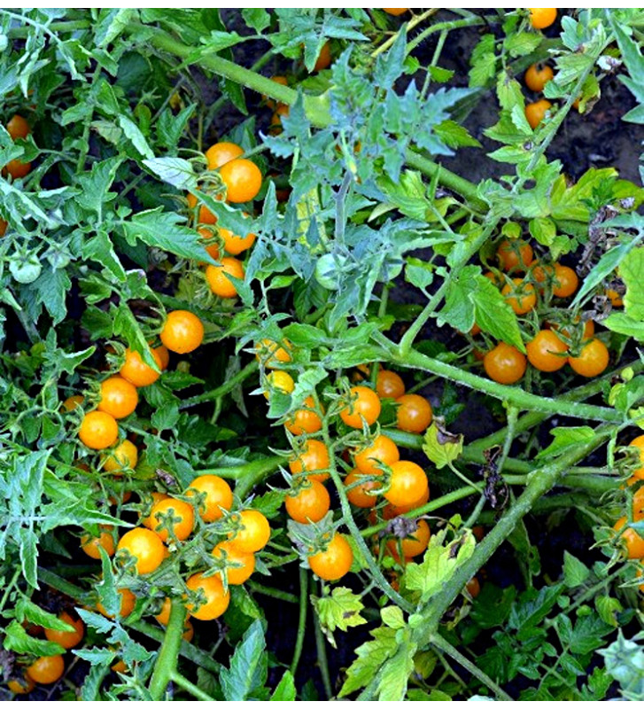 Divoké zlaté (Golden Currant)
