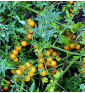 Divoké zlaté (Golden Currant)