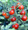 Divoké rajče - Matt's Wild Cherry