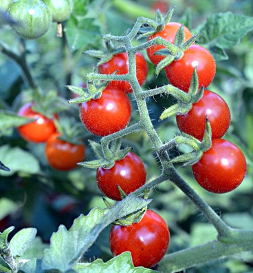 Matt's Wild Cherry | rajče divoké| semena
