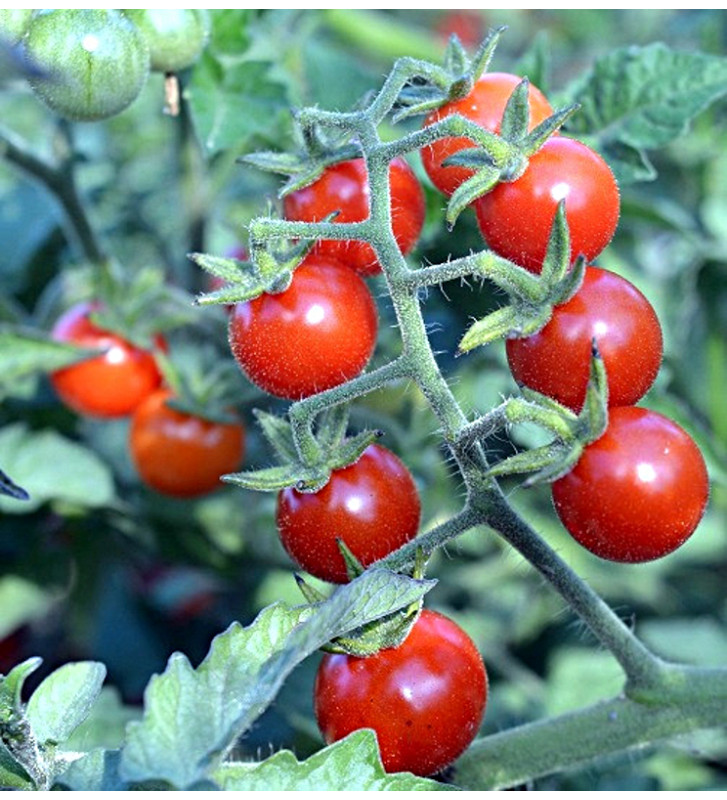 Divoké rajče - Matt's Wild Cherry