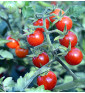 Divoké rajče - Matt's Wild Cherry