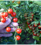 Divoké rajče - Matt's Wild Cherry