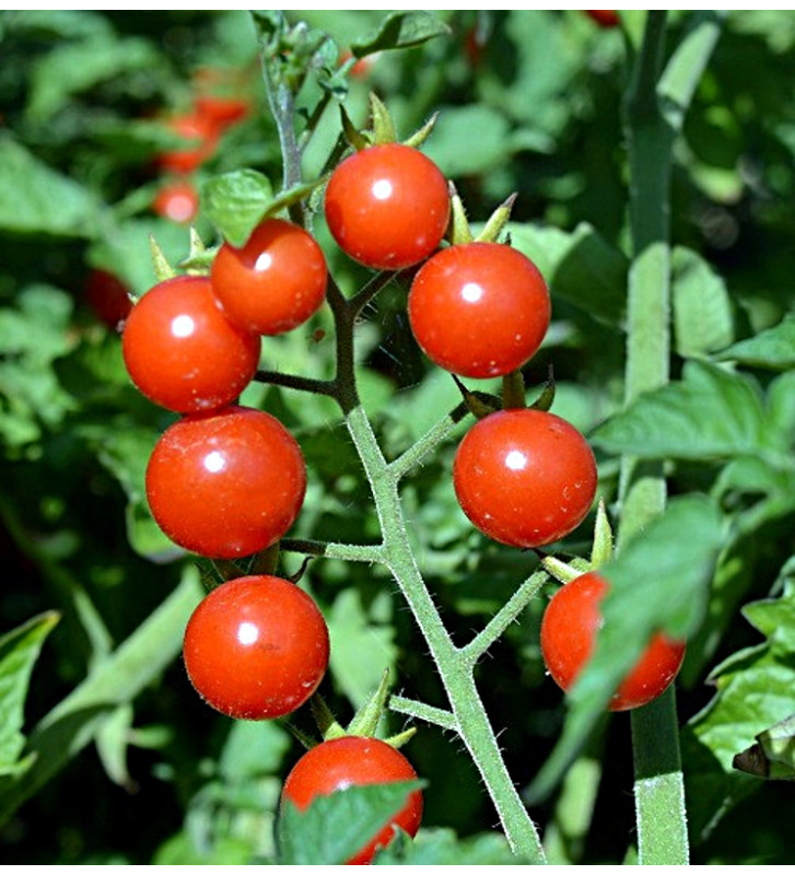 Divoké rajče - Matt's Wild Cherry