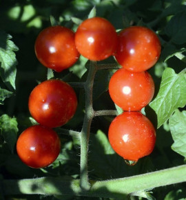 Divoké rajče klokaní