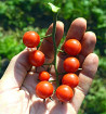 Divoké rajče klokaní
