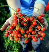 Divoké rajče klokaní - trsy plodů