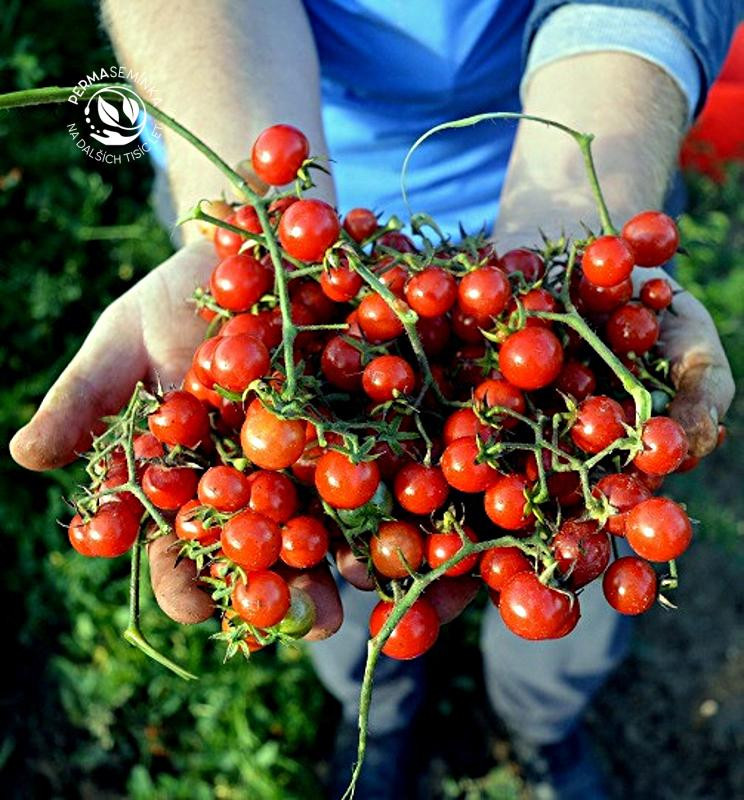 Divoké rajče klokaní - trsy plodů