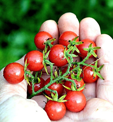 ROTE MURMEL | rajče divoké |  semena
