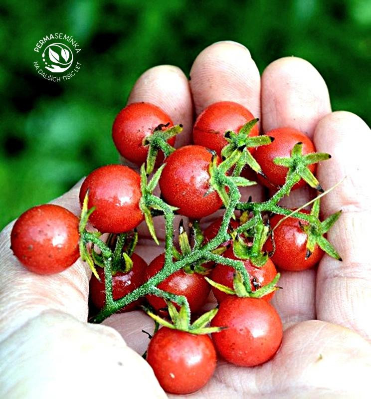 Rote Murmel - divoké rajče