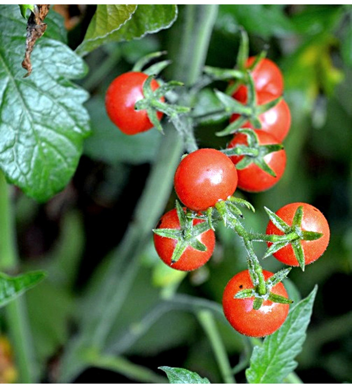 Rote Murmel - divoké rajče