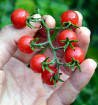 Rote Murmel - divoké rajče