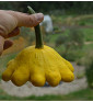 Golden Marbre
