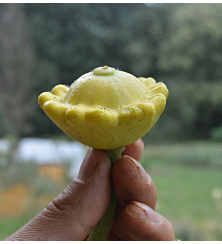 Golden Marbre